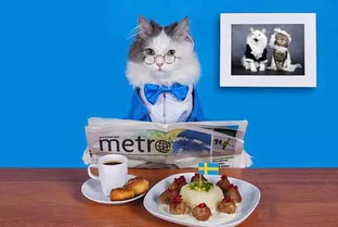 听着听着就会了 智慧父母如何用拼插类玩具培养孩子阅读习惯